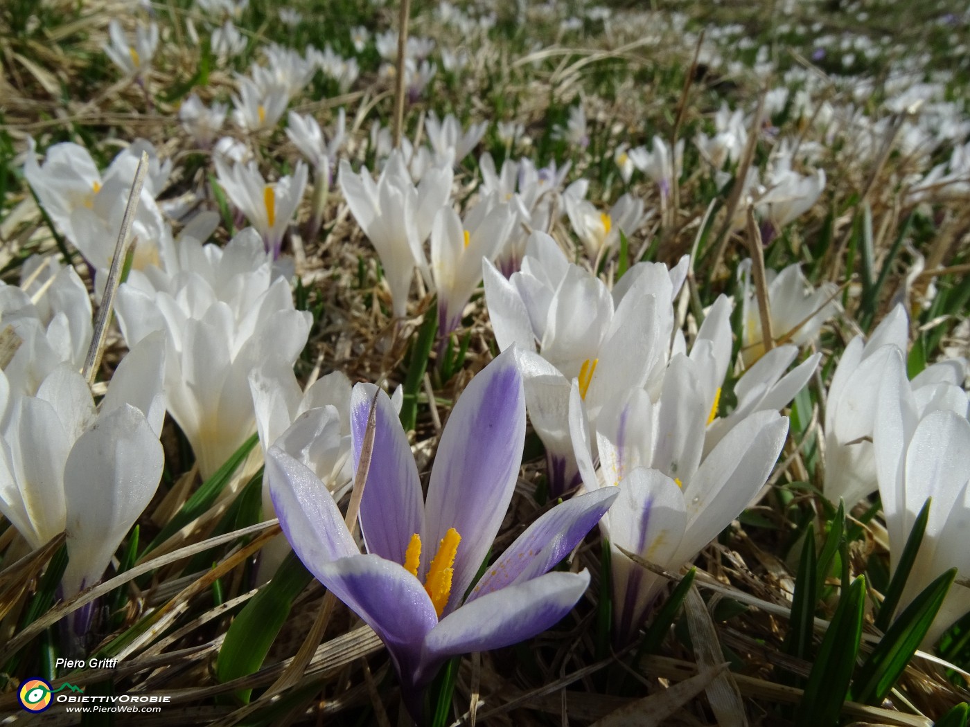 66 La neve si scioglie , fioriscono i Crocus vernus.JPG